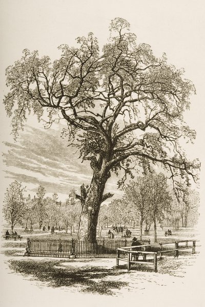 Arbre de la Liberté, Boston Common, vers 1870, de 